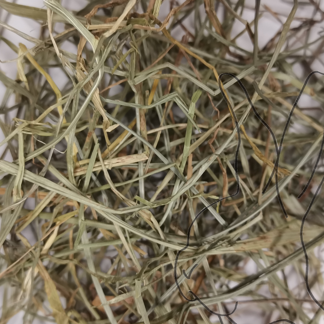 heno festuca 1r corte