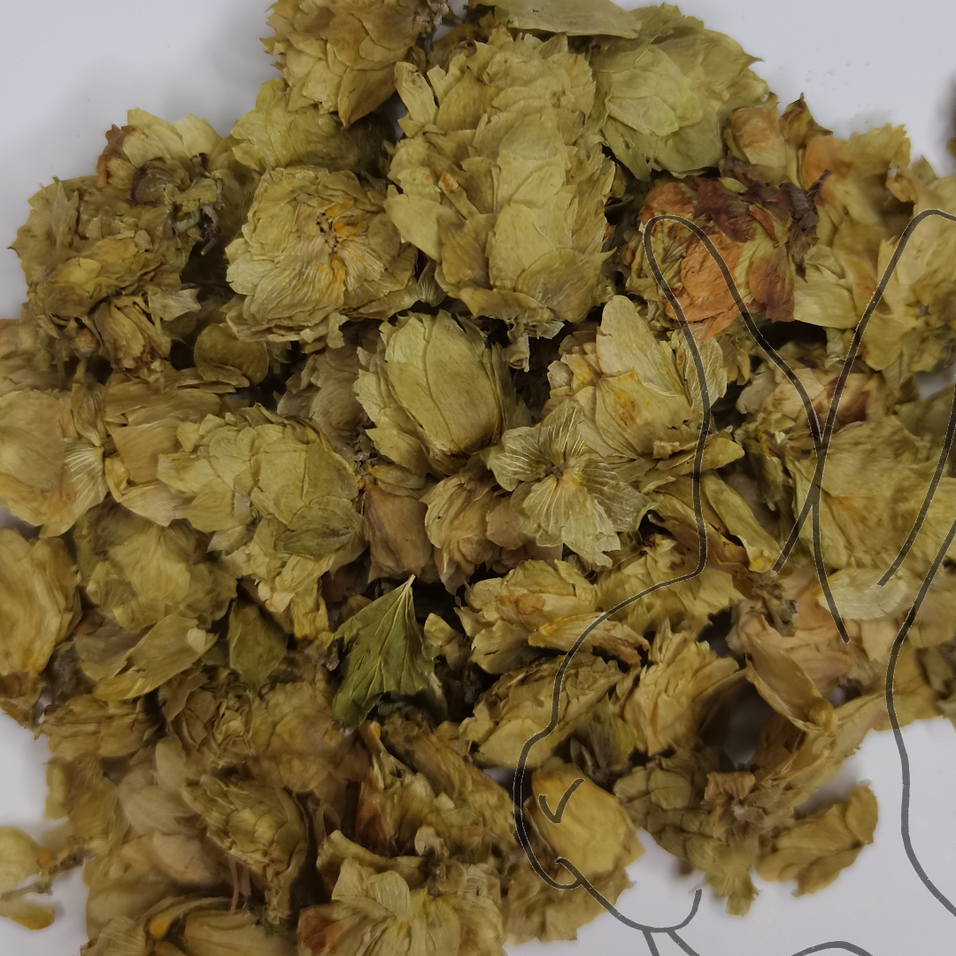 Flor de lúpulo