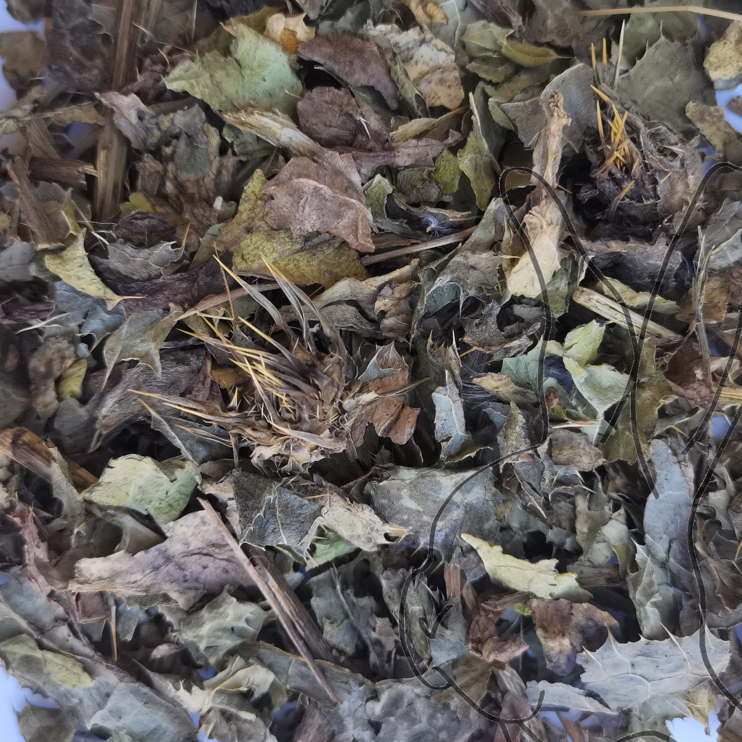 hoja de cardo mariano