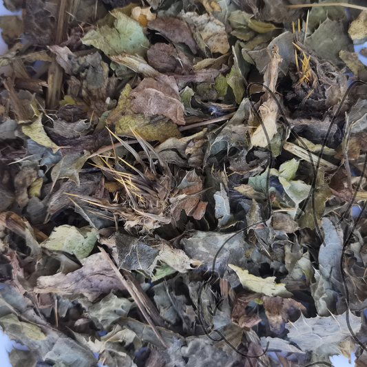hoja de cardo mariano