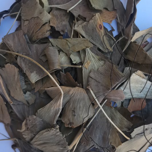 hoja de ginkgo biloba