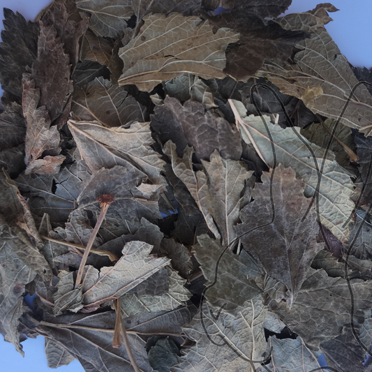 hoja de grosella negra