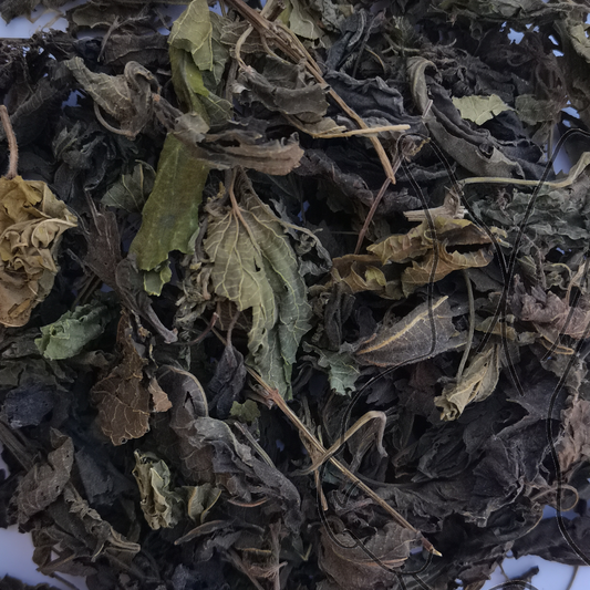 hoja de ortiga verde
